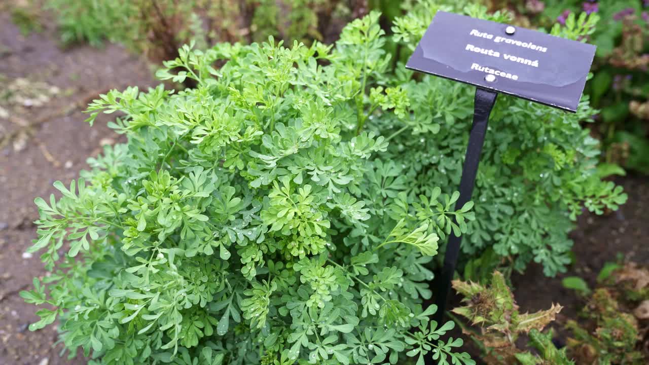 花园中常见的芸香或香草(芸香)草本植物。草药。视频素材