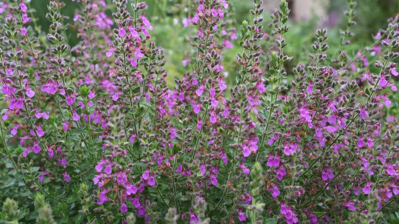 鸢尾属植物，粉红色花序。草药。视频素材