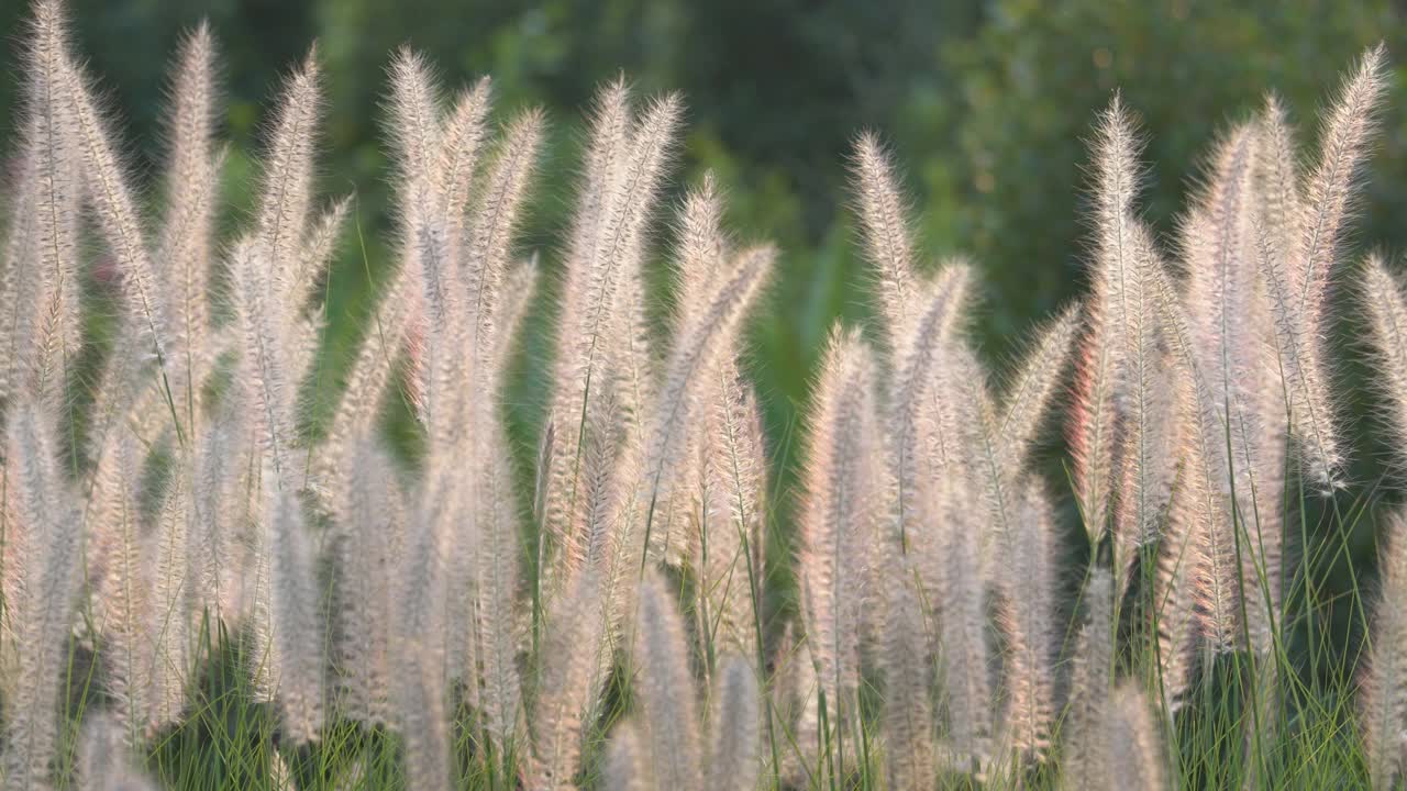 白色的芦苇花视频素材