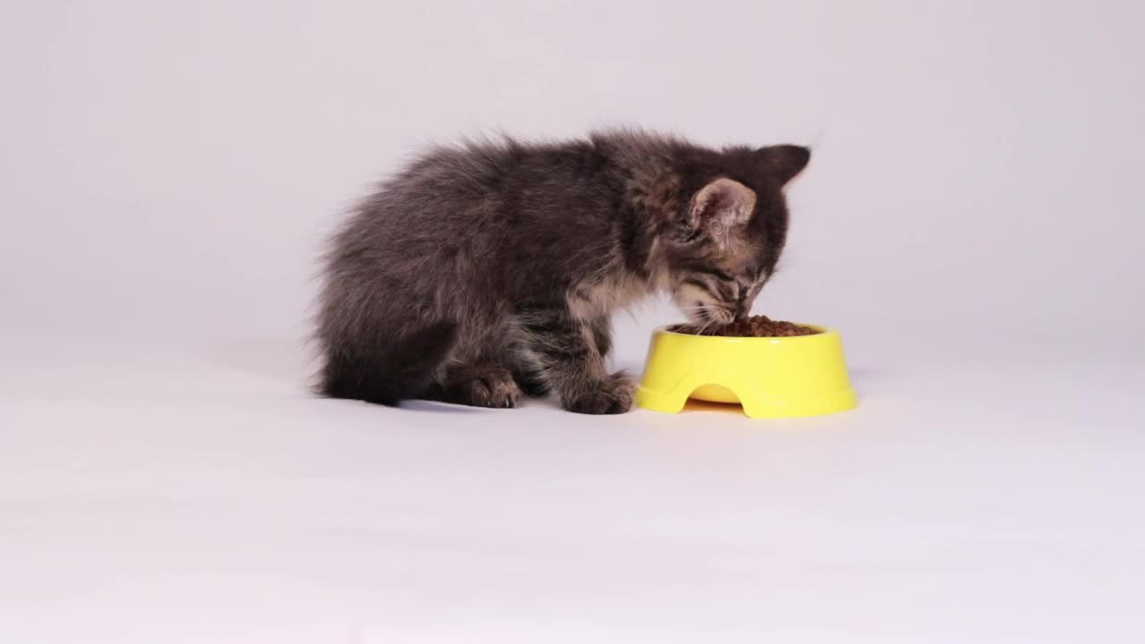 一只小灰猫正在吃白色背景下的美味食物。视频素材