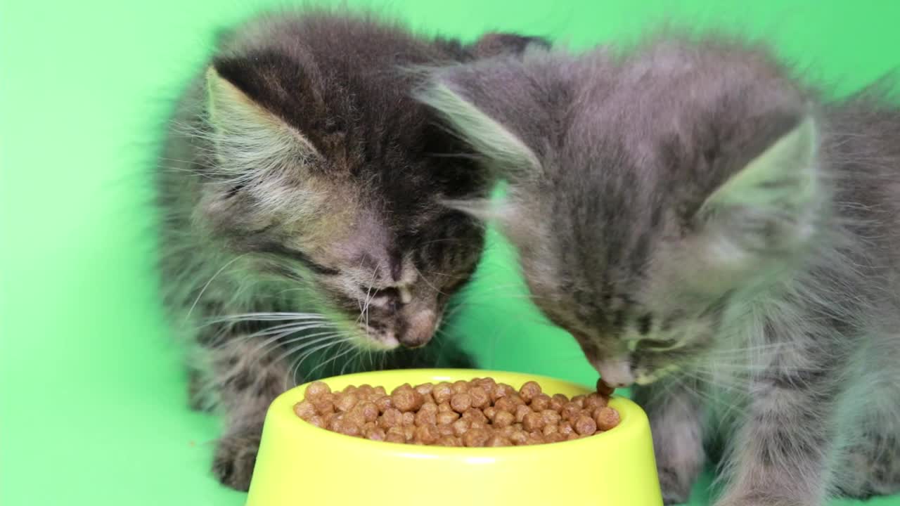 两只小猫在绿色背景的chromakey绿色屏幕上吃干粮视频素材