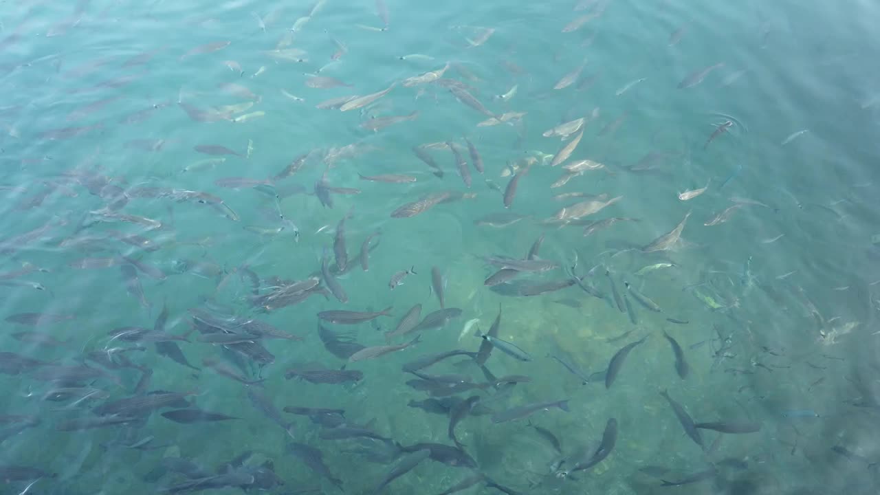 海景和水下生活视图视频素材