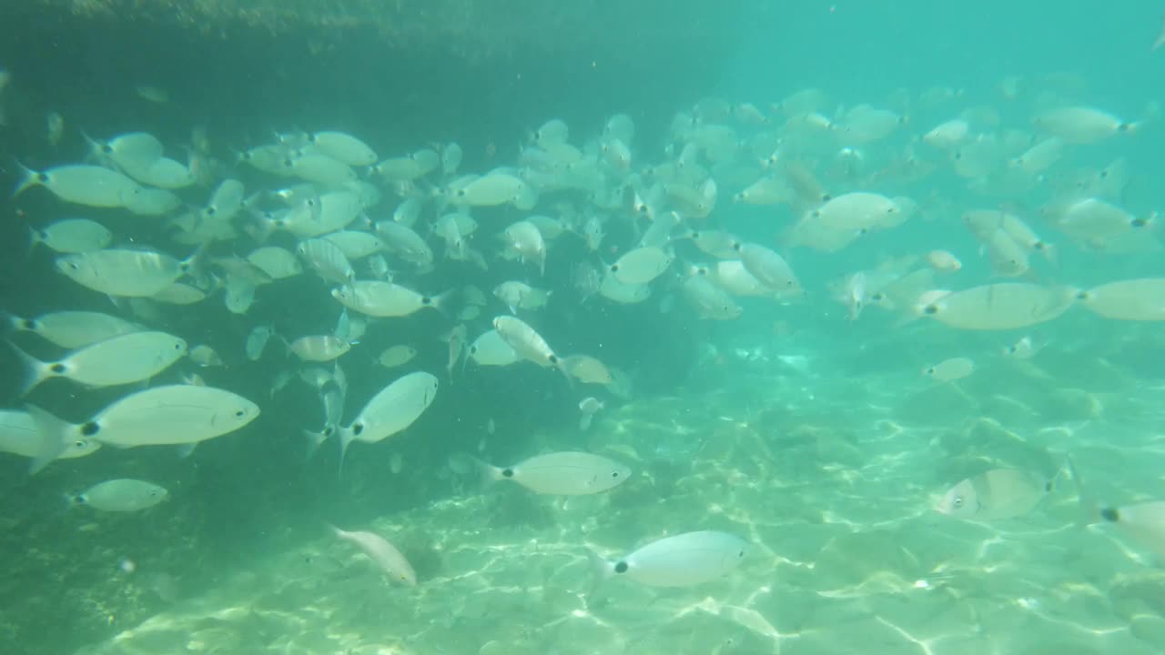 海景和水下生活视图视频素材