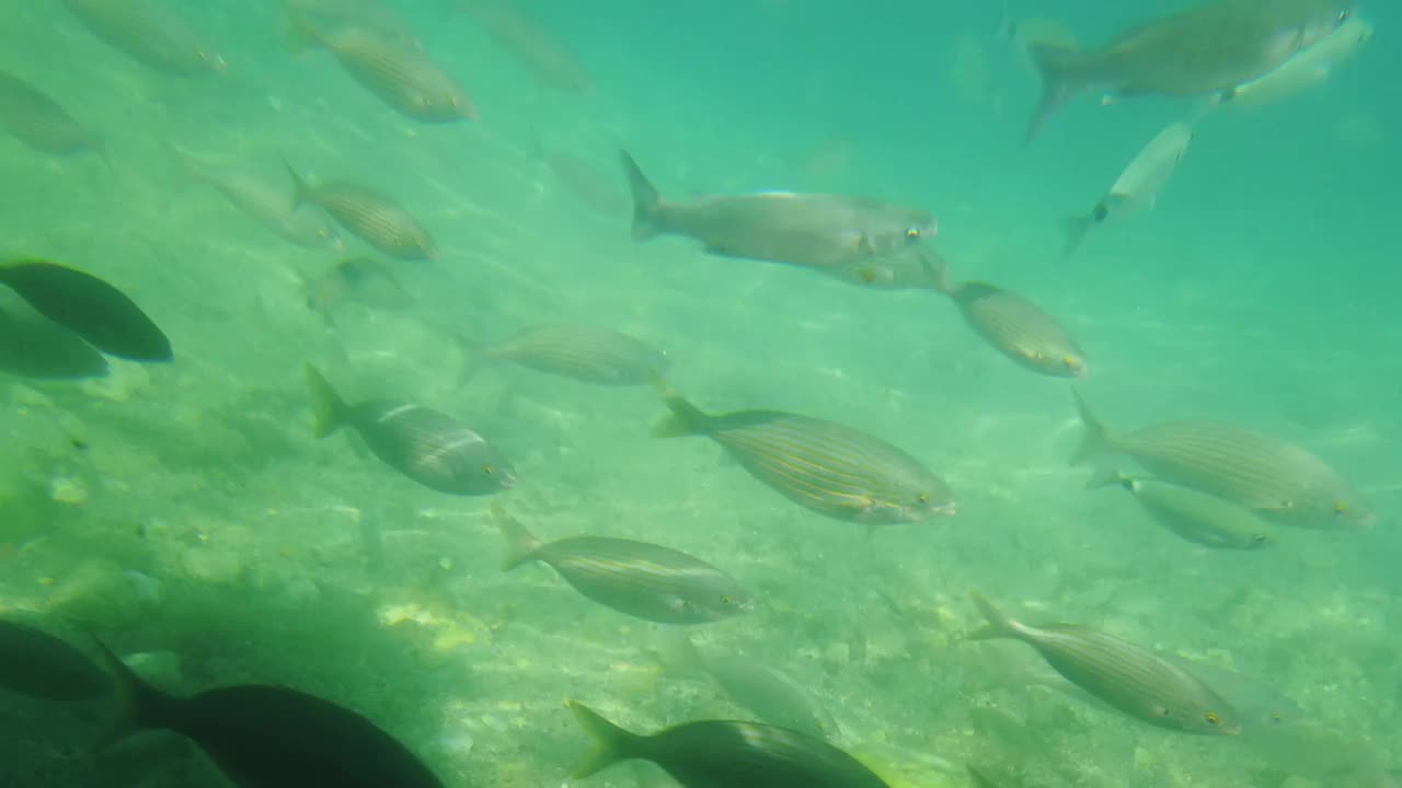 海景和水下生活视图视频素材