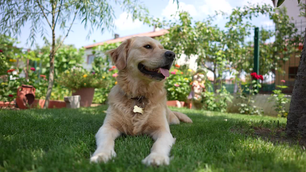 快乐的金毛寻回犬坐在前院或后院的草地上。视频素材