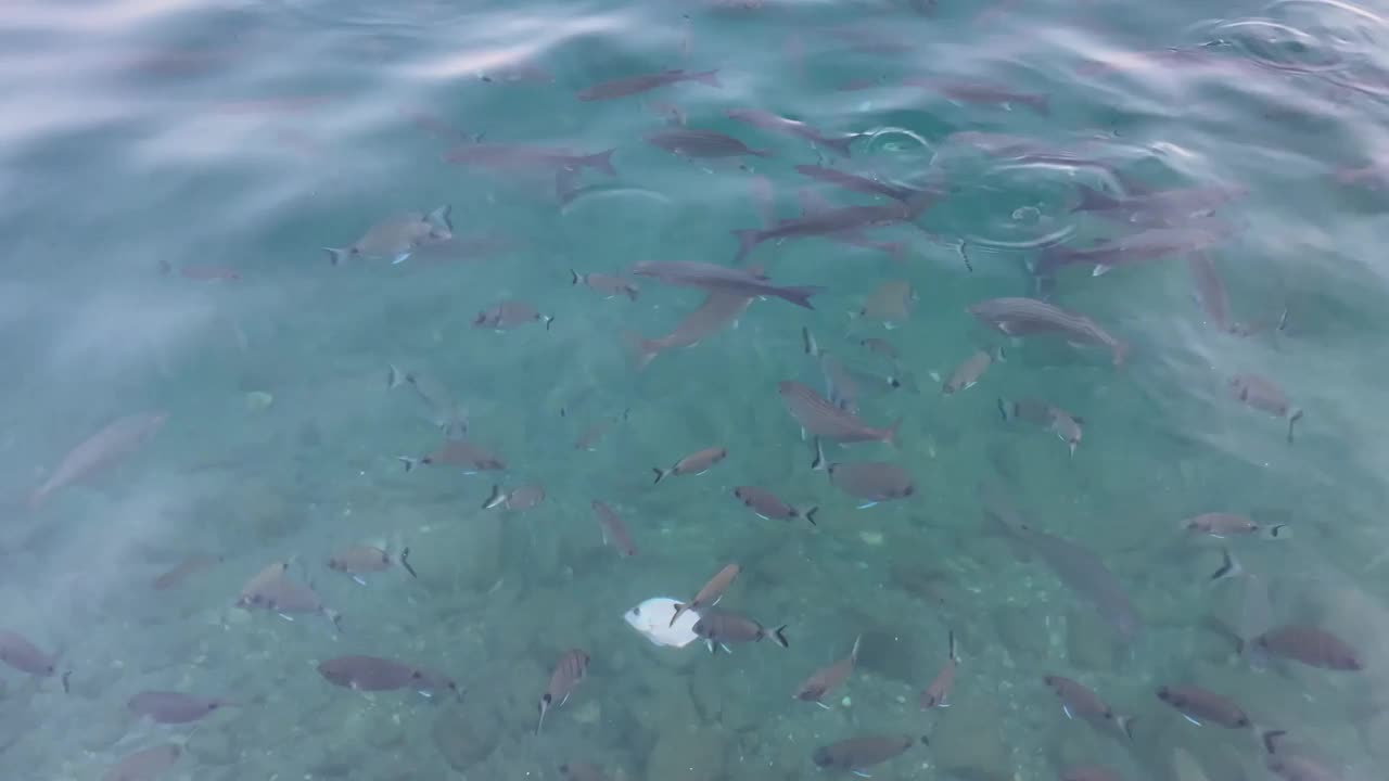 海景和水下生活视图视频素材