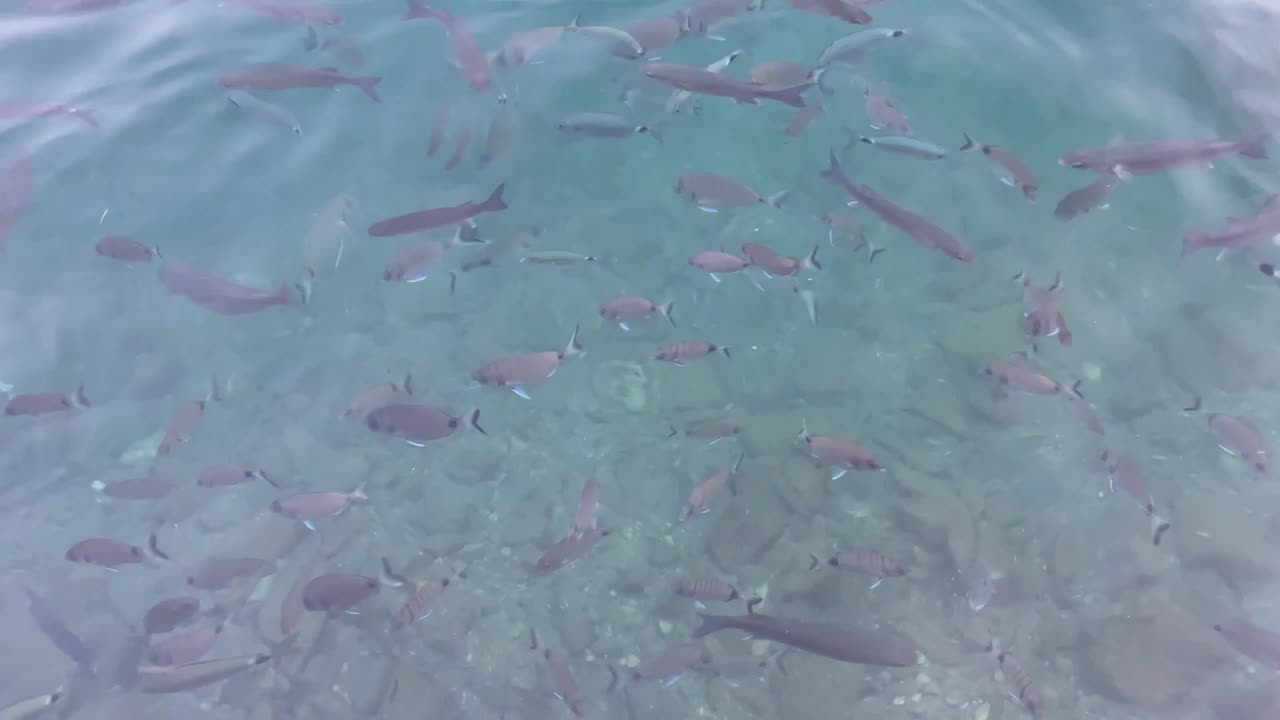 海景和水下生活视图视频素材