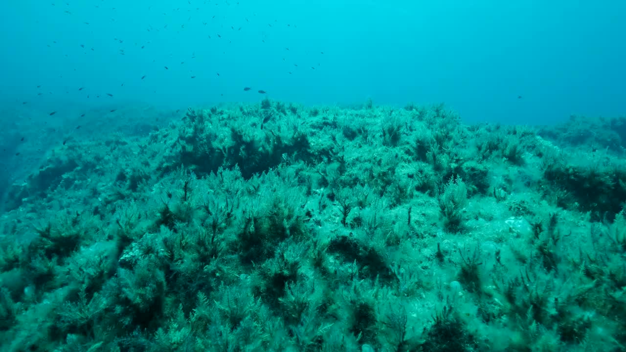 一群幼年地中海染色鱼(chromis chromis)游过覆盖着棕色海藻(Cystoseira)的岩石海床。在靠近海底时，相机侧移到左边。4K - 60帧。典型的地中海天然水下海景视频素材