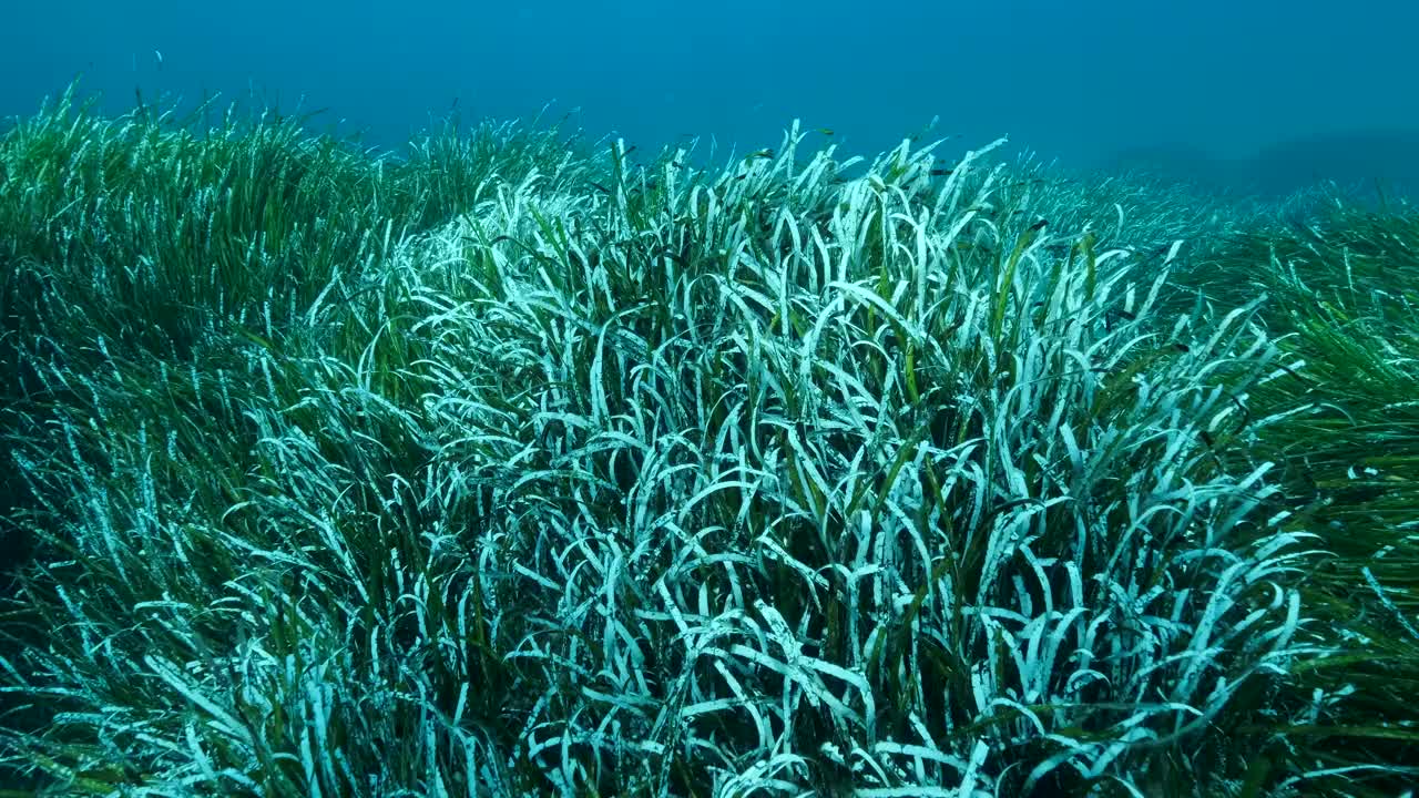 近距离拍摄浓密的绿色海草波西多尼亚，在蓝色的水背景。镜头向前移动，在绿色的海草地中海绒带或海王星草(波西多尼亚)。4K - 60fps。典型的地中海海底自然海景，视频素材