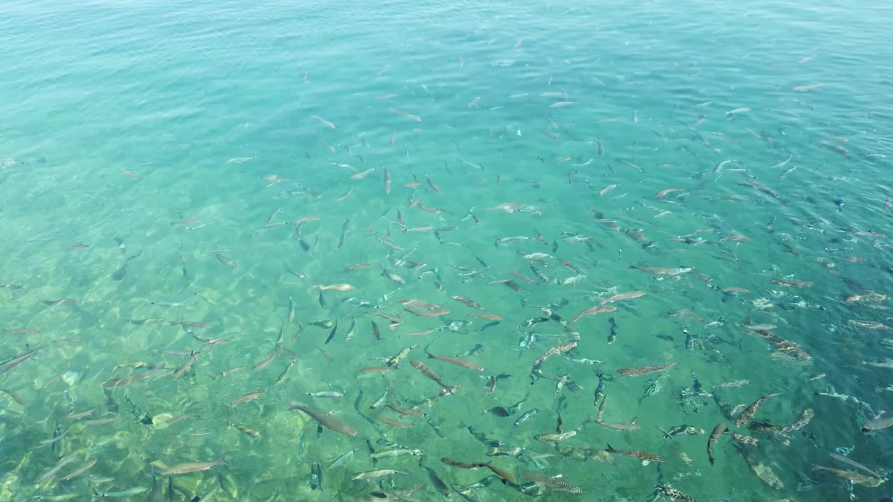 海景和水下生活视图视频素材