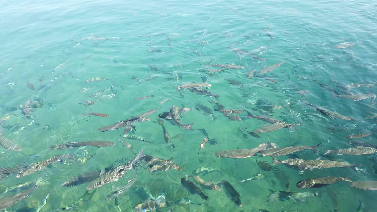 海景和水下生活视图视频素材