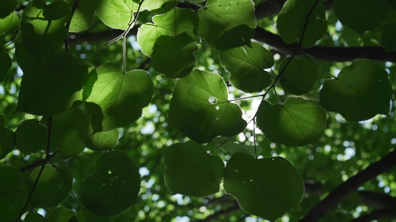 绿色的菩提树叶子在微风中摇曳在褐色的树枝上视频素材