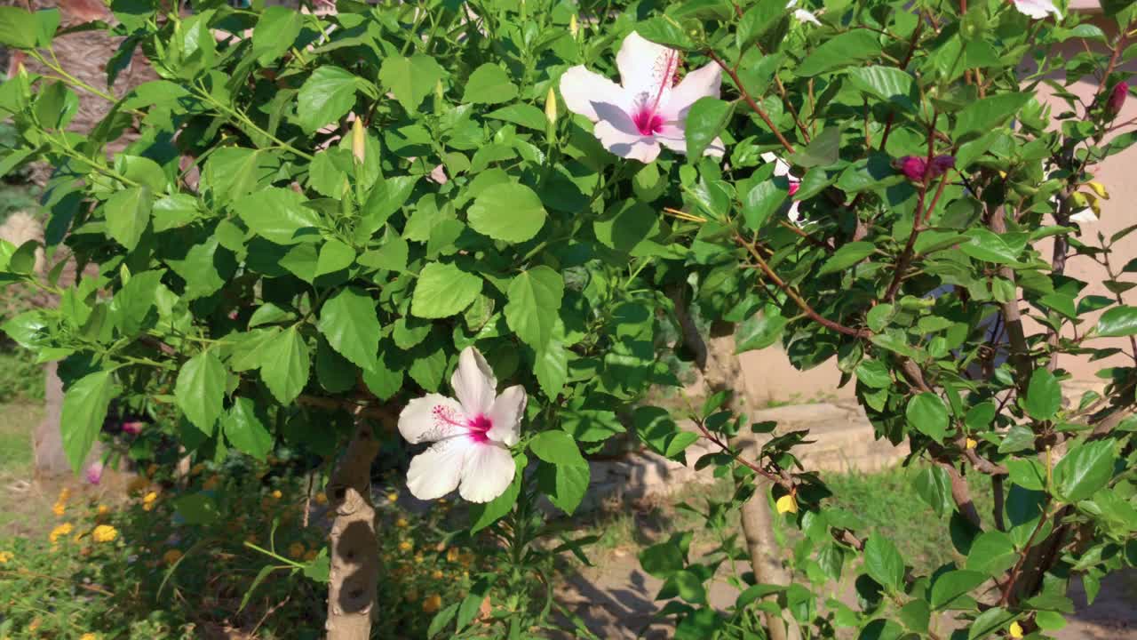 白芙蓉花视频素材