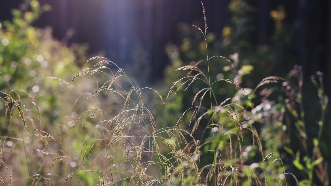 森林里，在夕阳的余晖中，野生植物的草叶在微弱的风中颤抖视频素材