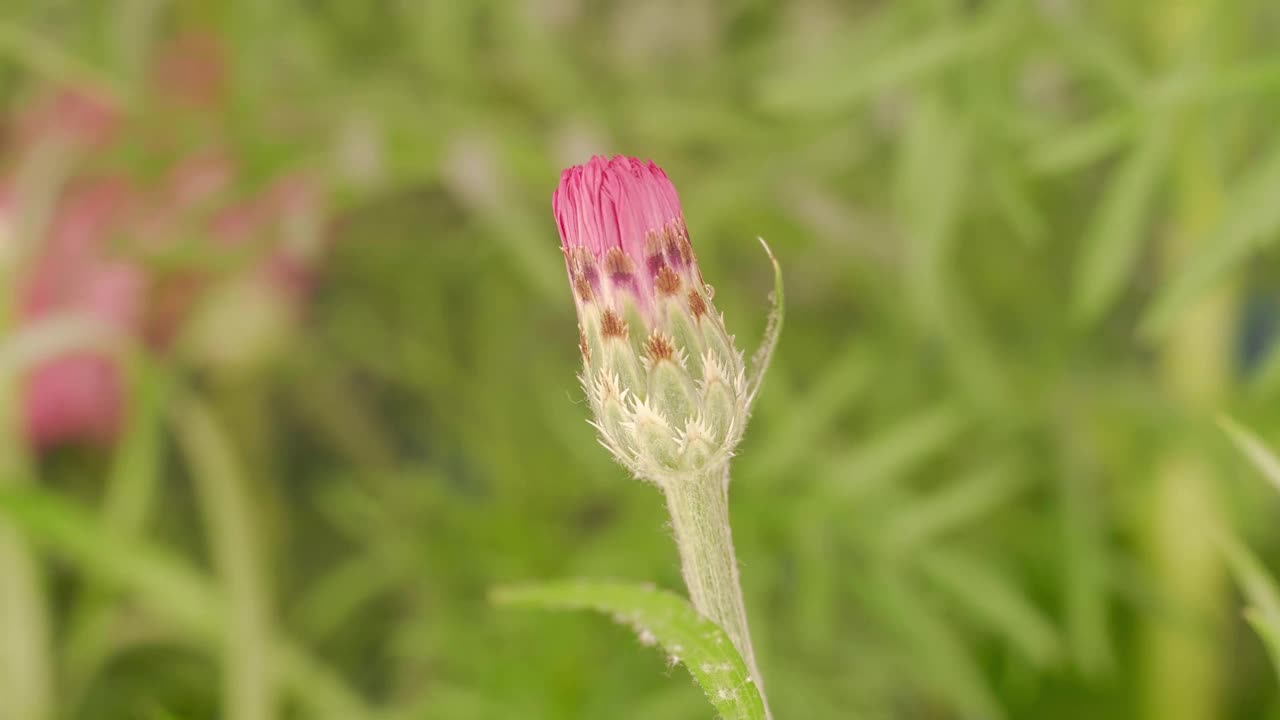 红色盛开的花朵宏观时间推移视频素材