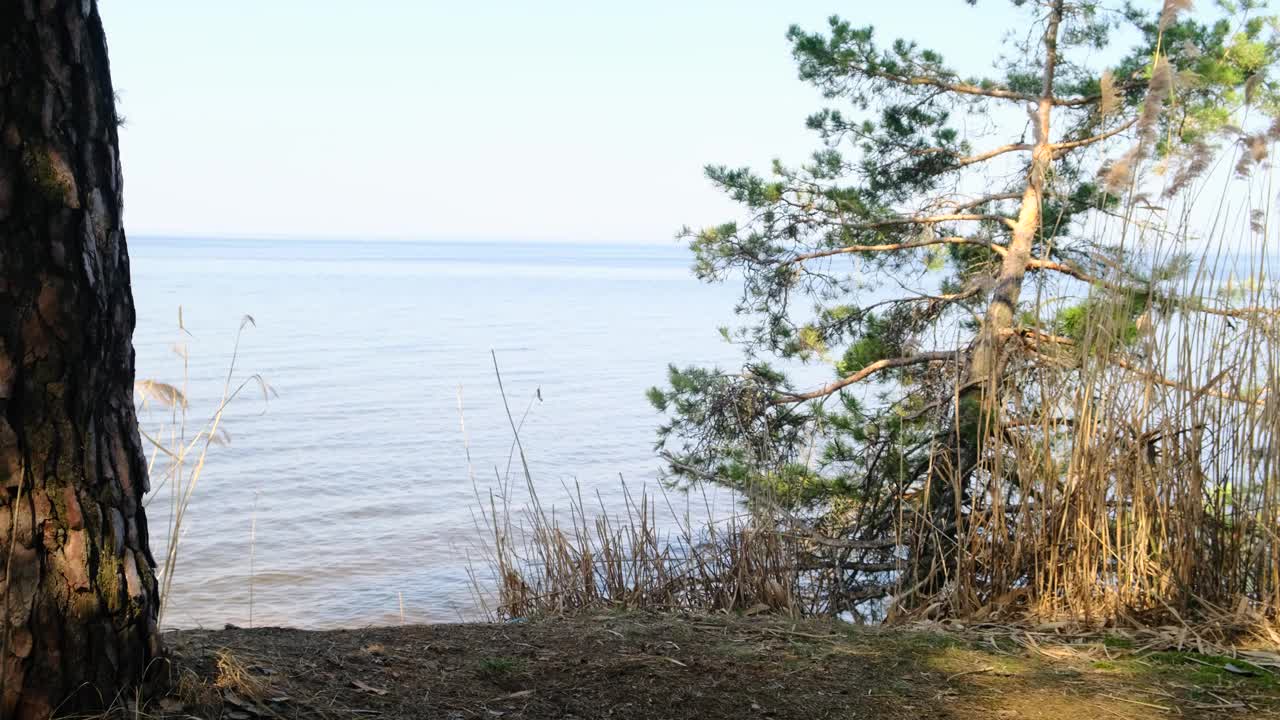 背着背包的女游客正在一个巨大的湖泊或河流岸边的森林中进行徒步旅行。在一个阳光明媚的春日，她走到池塘边，欣赏着风景。4 k,慢动作视频素材