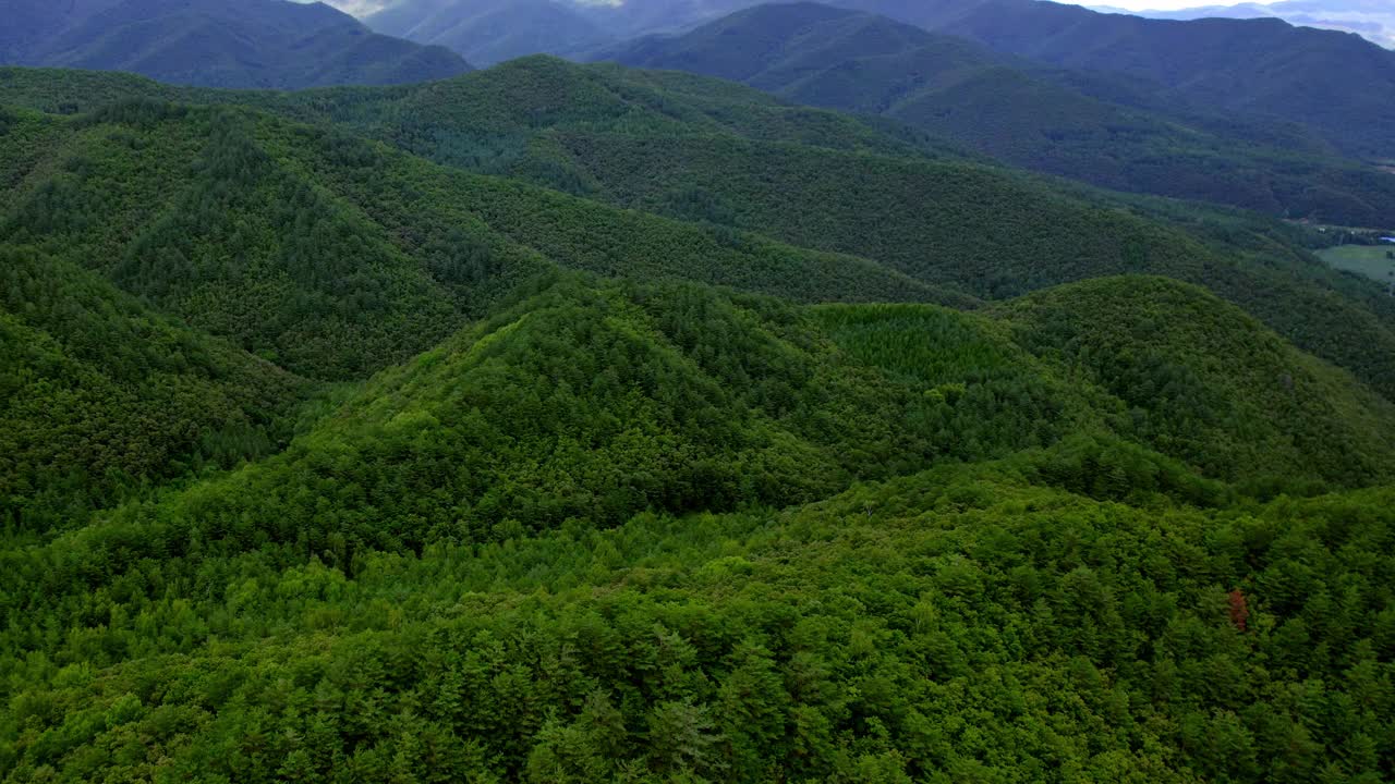 巨大的松树林视频素材