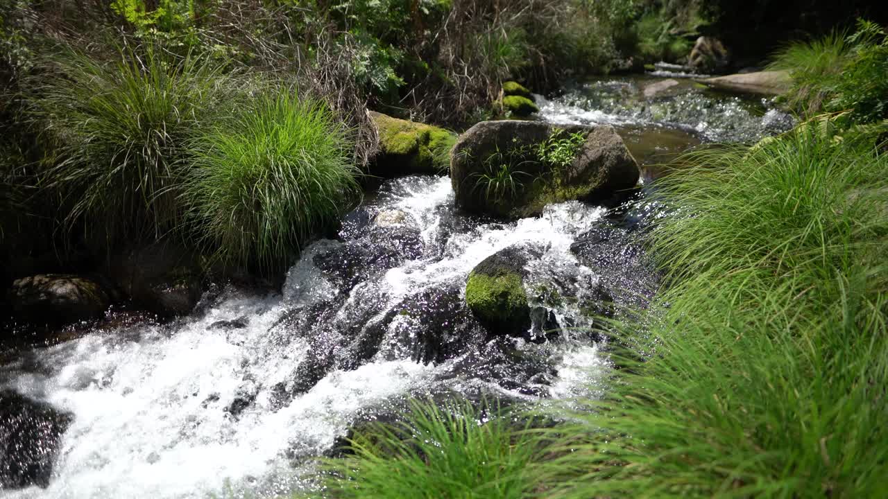 自然-草-河-水-野生动物视频素材