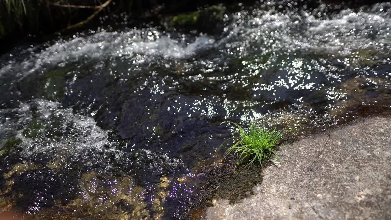 自然-草-河-水-野生动物视频素材