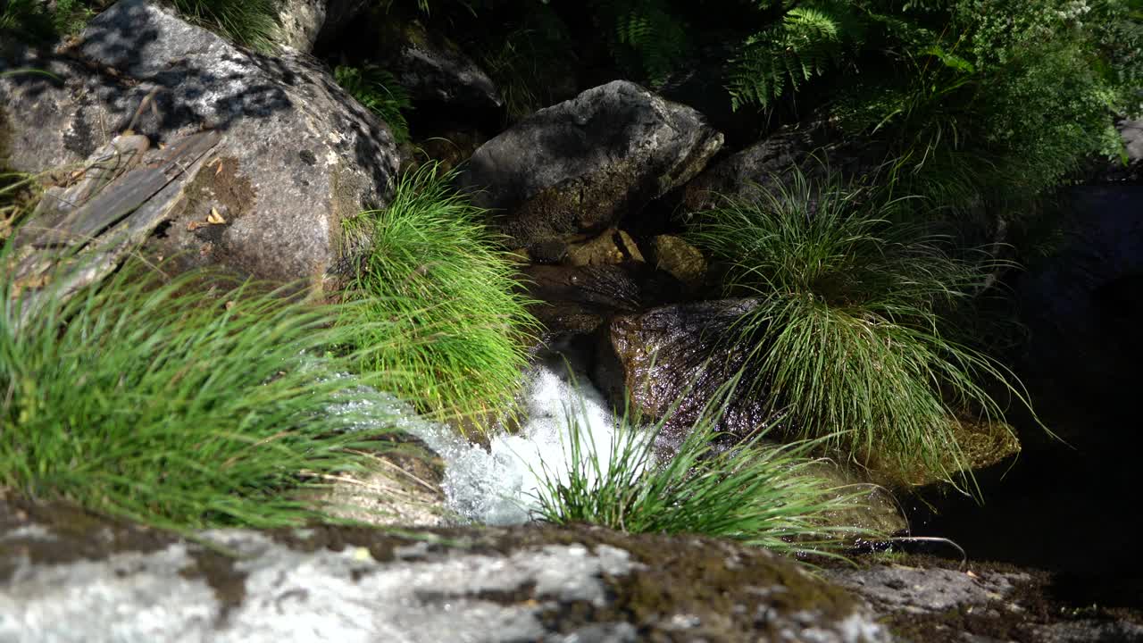 自然-草-河-水-野生动物视频素材