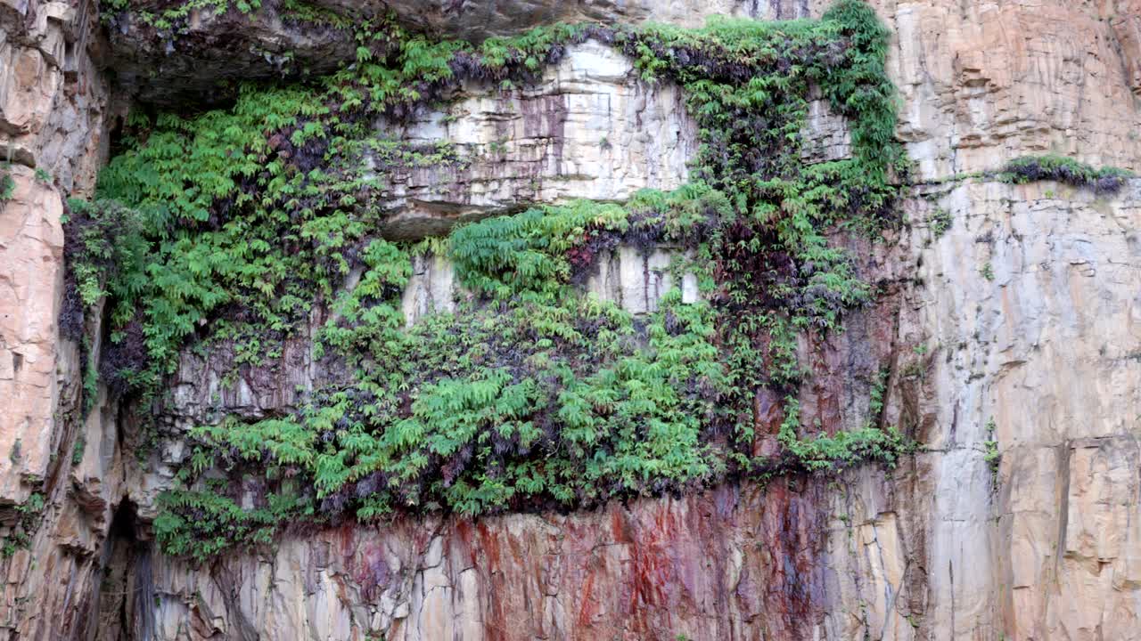 凯瑟琳峡谷悬崖上的蕨类植物视频素材