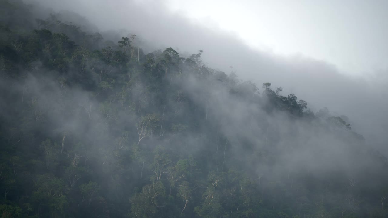 清晨雾蒙蒙的森林景色，山脉和热带森林的景色，自然背景视频素材