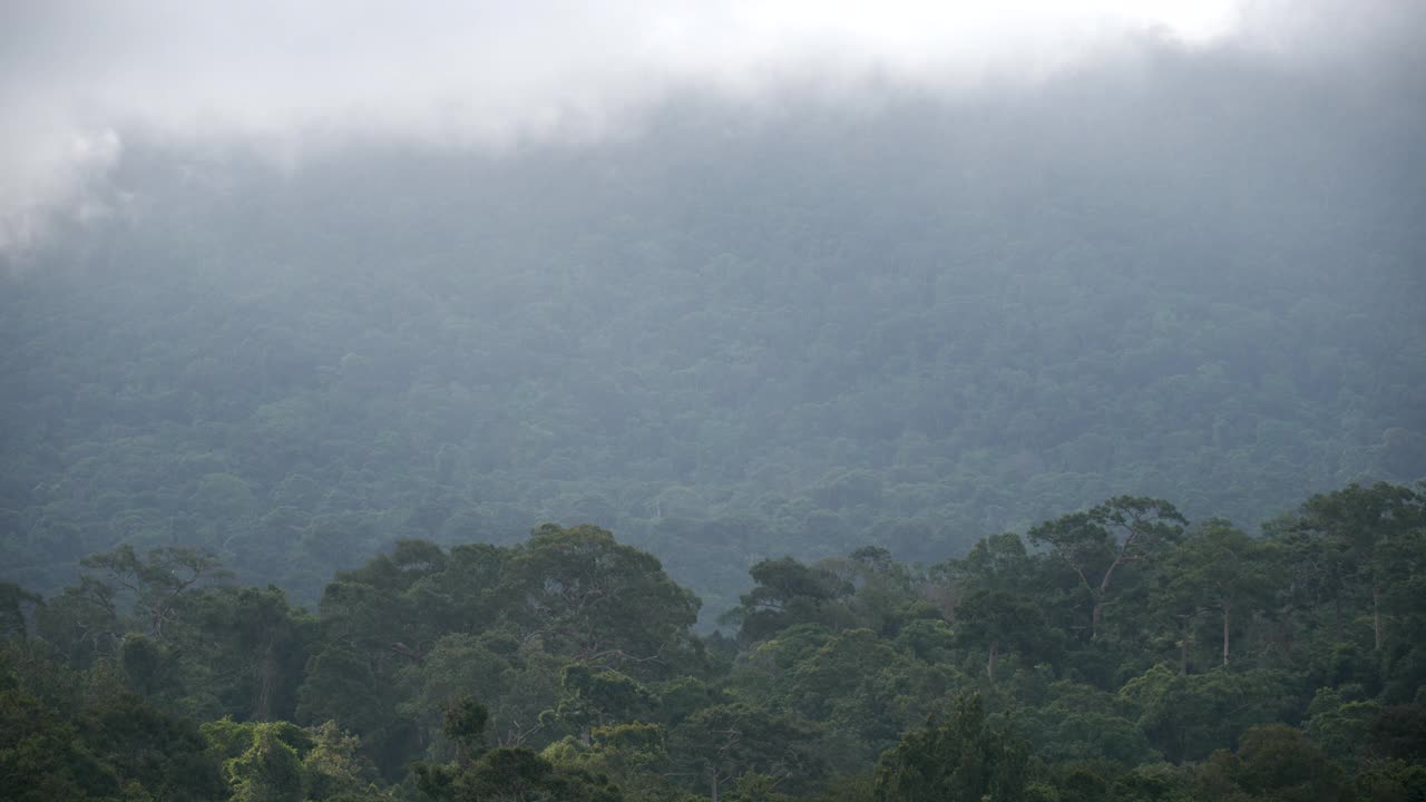 清晨雾蒙蒙的森林景色，山脉和热带森林的景色，自然背景视频素材