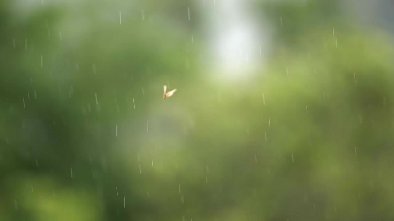 场景缓慢的雨落和雨点在绿色背景视频素材