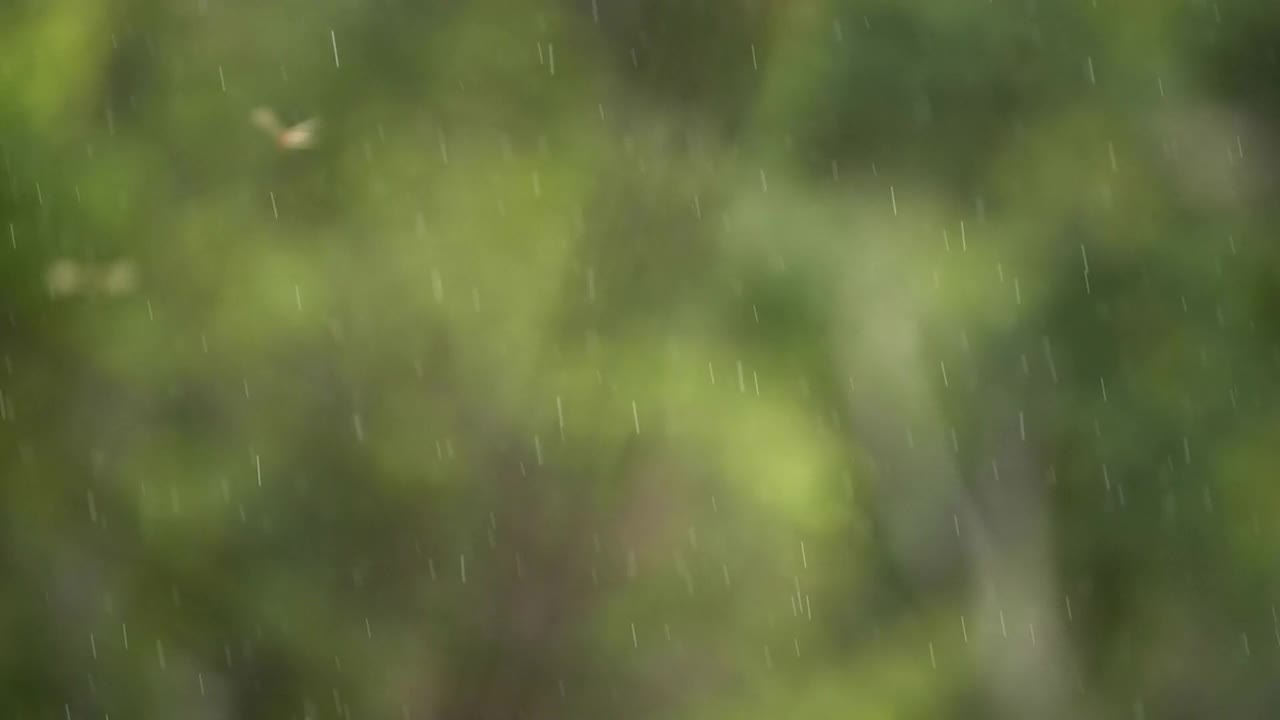 场景缓慢的雨落和雨点在绿色背景视频素材