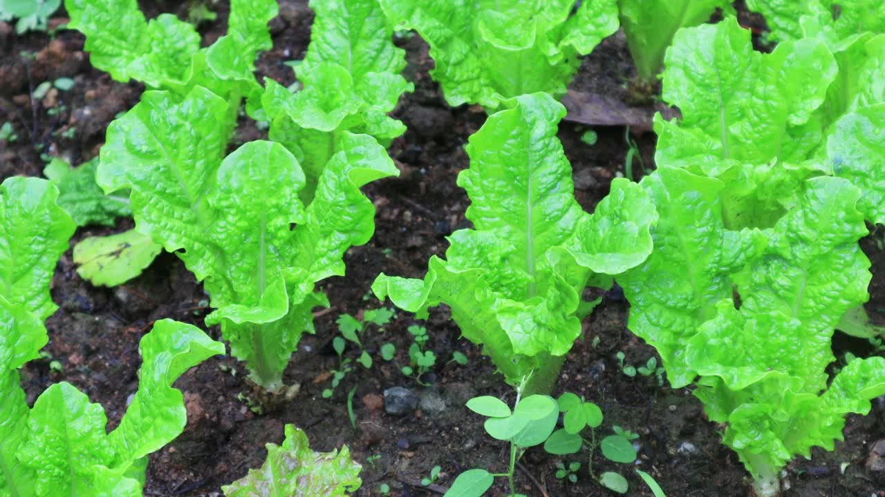 作物-生菜在菜园/京畿道，韩国视频素材