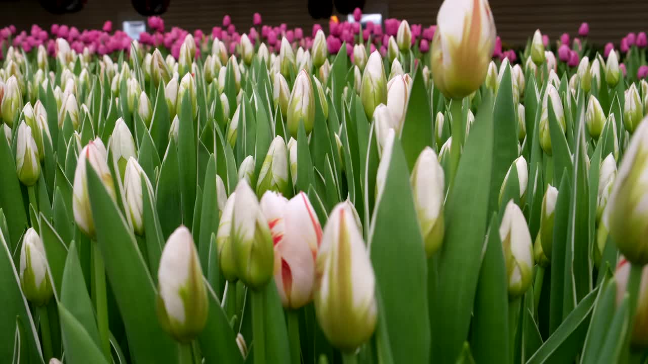 温室。种花。物品。郁金香视频下载