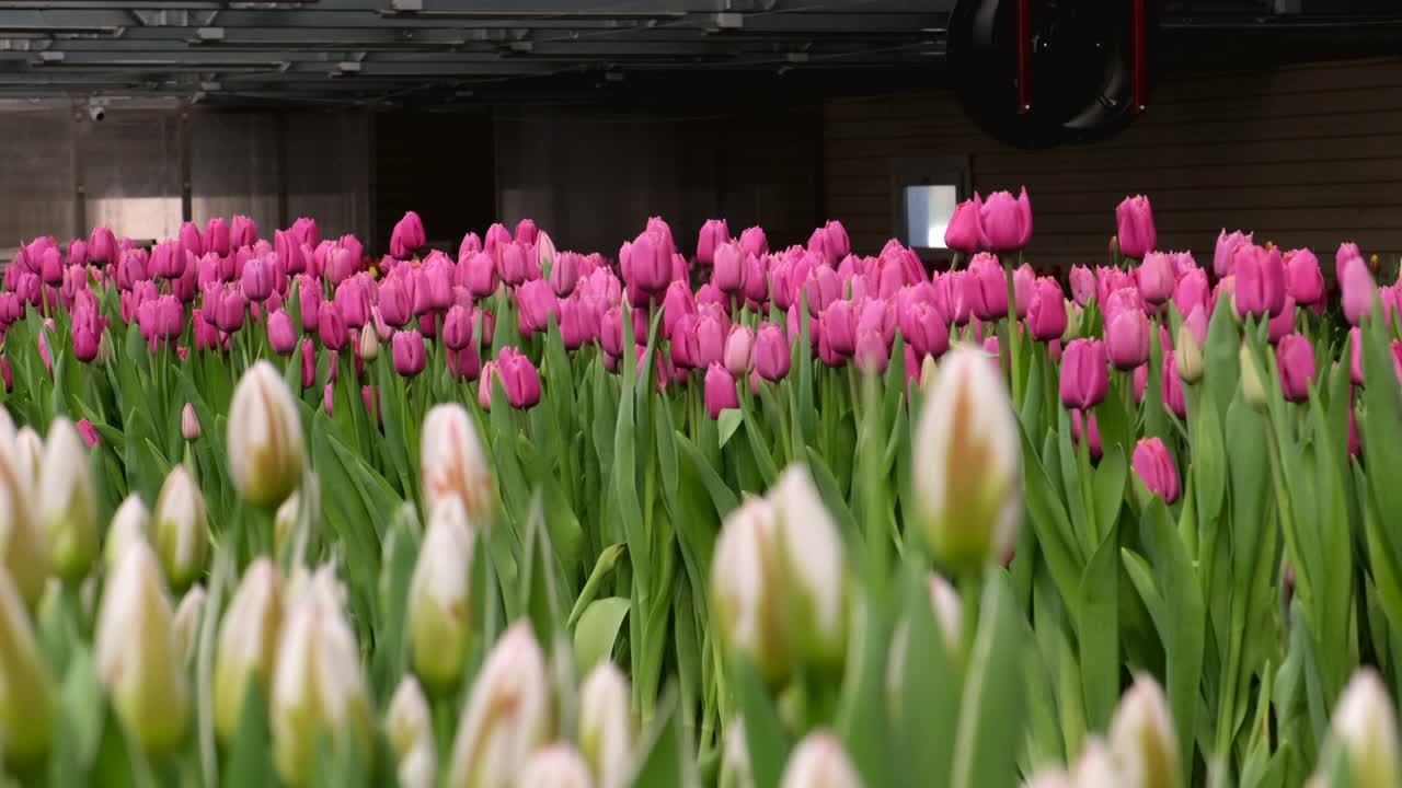 温室。种花。物品。郁金香视频素材