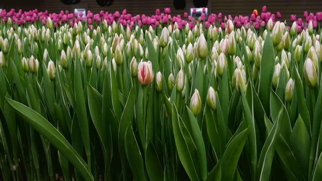 温室。种花。物品。郁金香视频素材