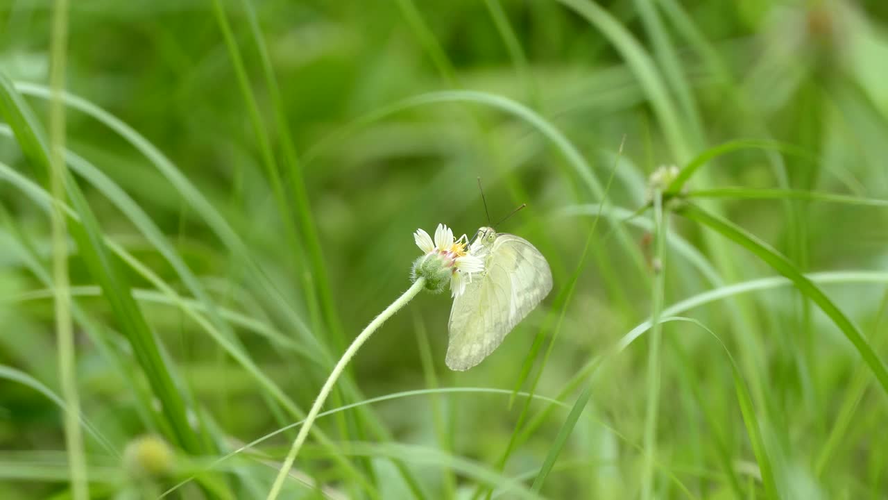 吃草花的白蝴蝶视频素材