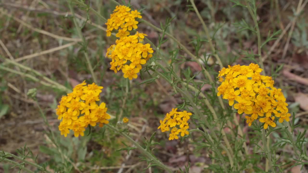 长耳草开花红岩cp mrca - 042121 v视频素材