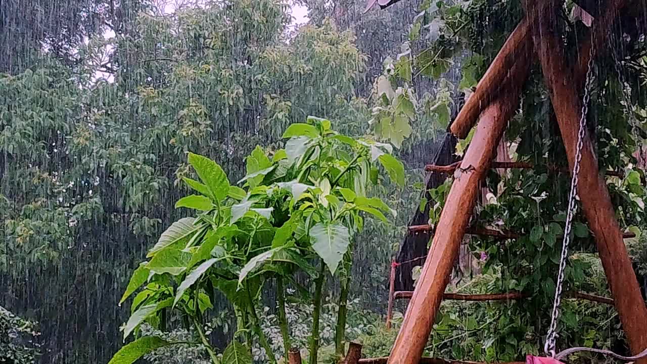 春日的暴雨滋润着郁郁葱葱的植物。雨天。清新自然。雨林。快雨近。降雨。视频素材