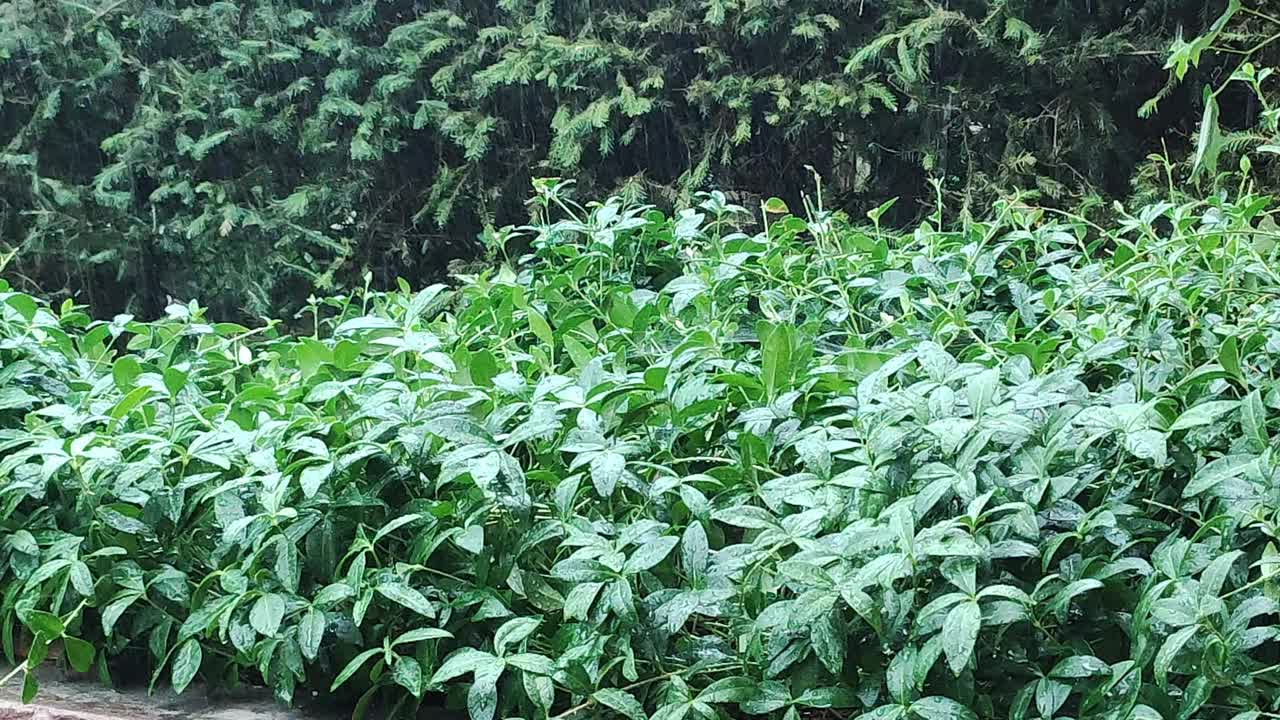 春日的暴雨滋润着郁郁葱葱的植物。雨天。清新自然。雨林。快雨近。降雨。视频素材