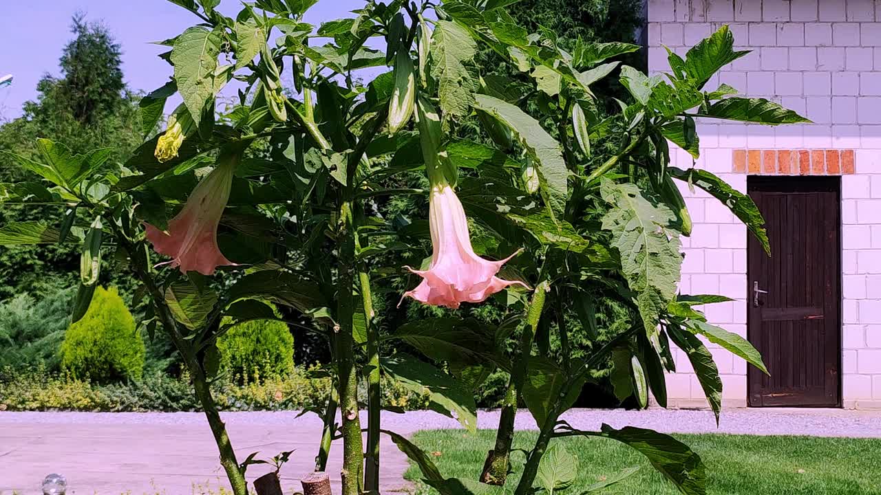 曼陀罗花植物在家庭花园。植物学的概念。园艺布鲁姆户外视频素材