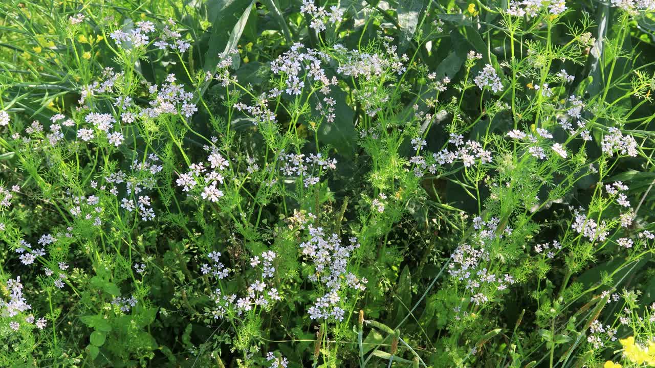 作物-菜园子里的香菜花/韩国京畿道视频素材