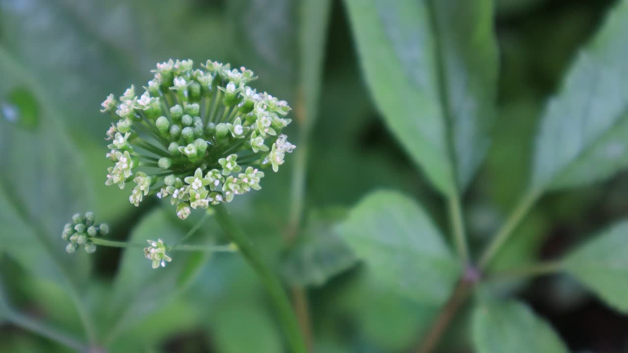 作物-人参的花和水果(含皂苷和多酚的草药)/韩国京畿道视频素材