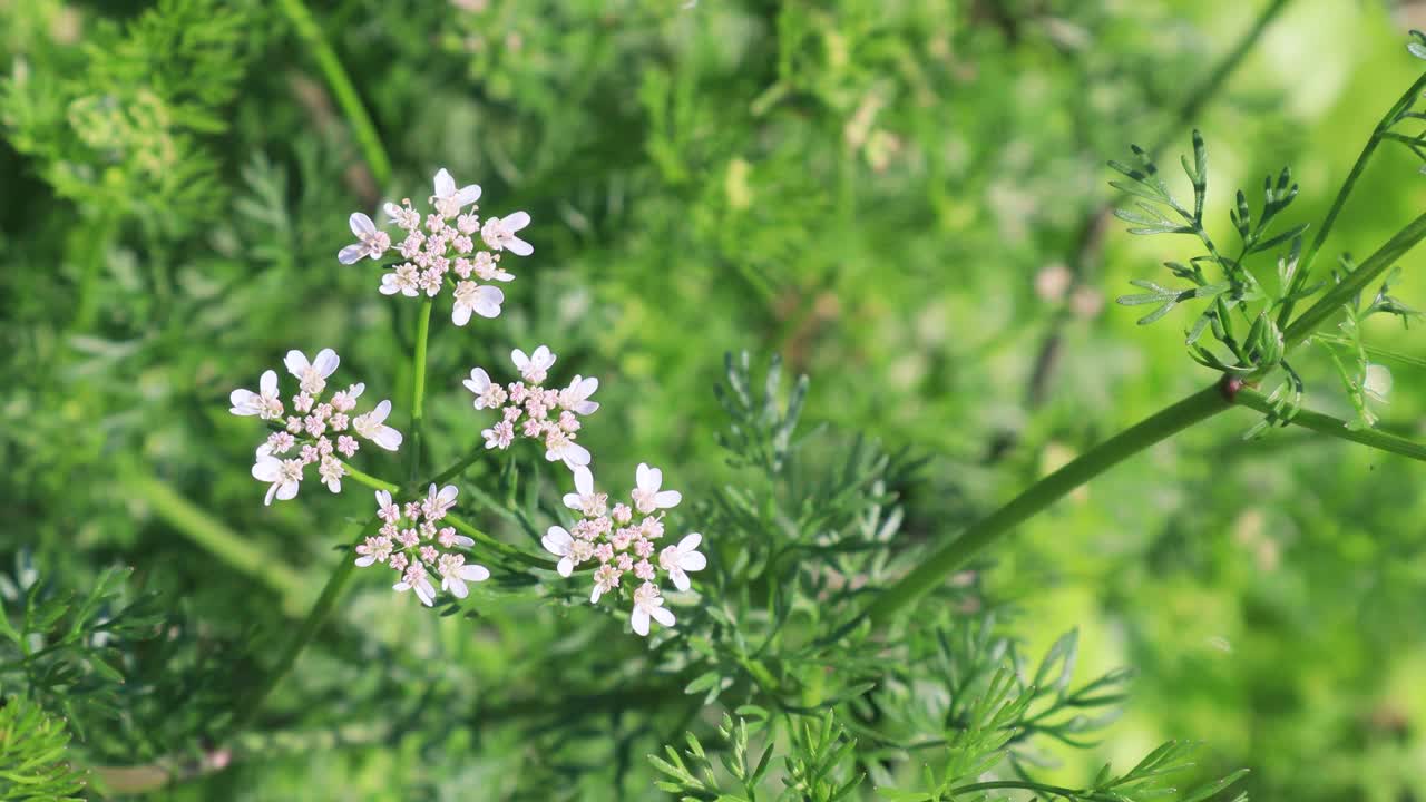 作物-菜园子里的香菜花/韩国京畿道视频素材