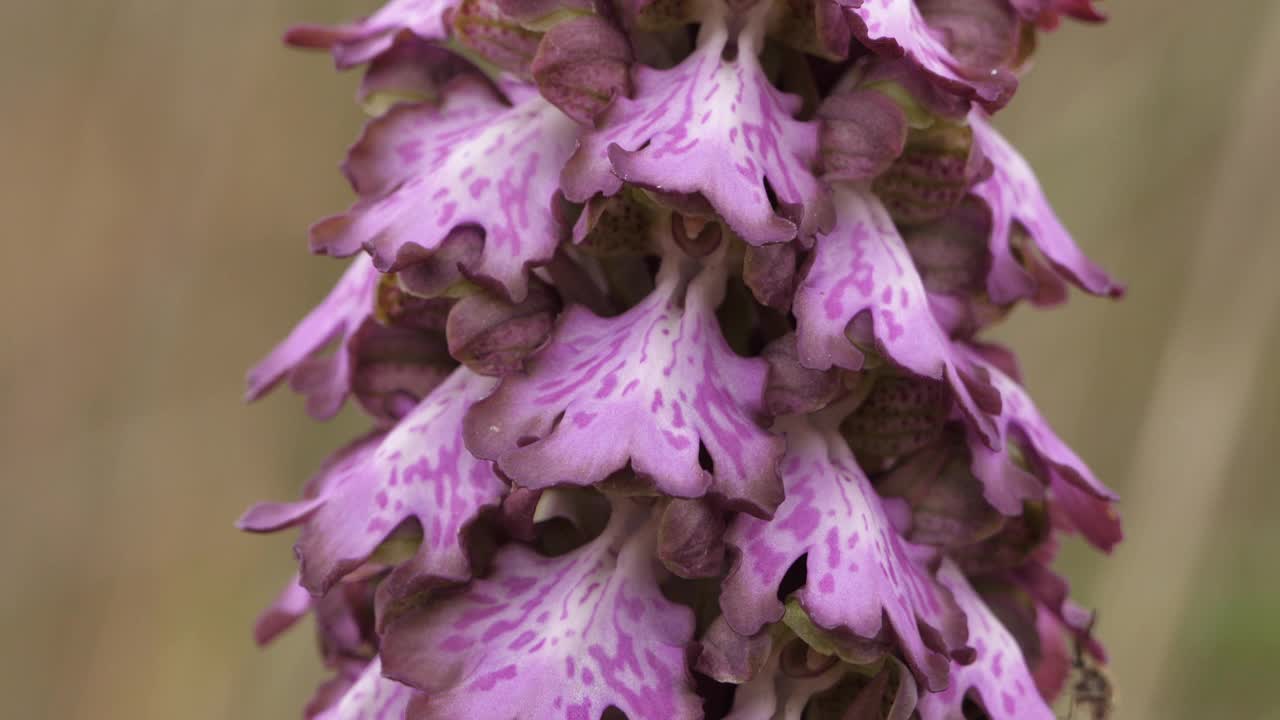 orchis a longues bractées, Barlia robertiana，法国南部的野花视频素材