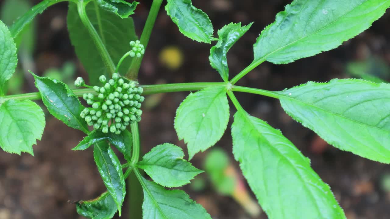 作物-人参的花和水果(含皂苷和多酚的草药)/韩国京畿道视频下载