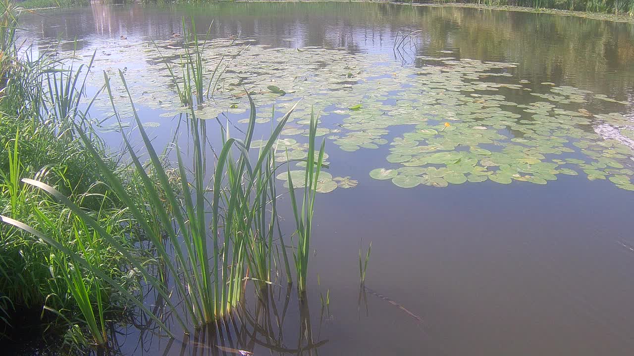 公园里的池塘视频素材