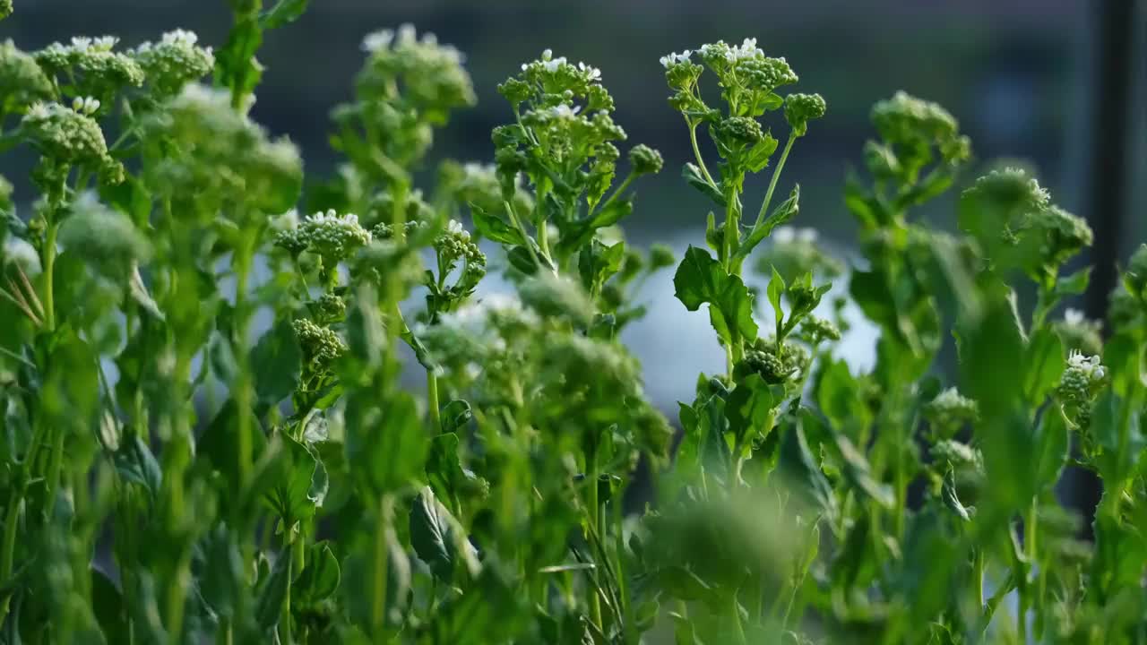 绿色草地上随风摇曳的白色野花视频素材