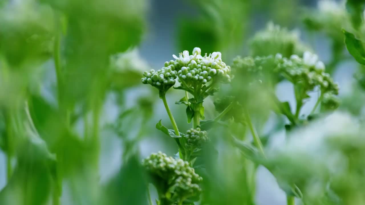 绿色草地上随风摇曳的白色野花视频素材