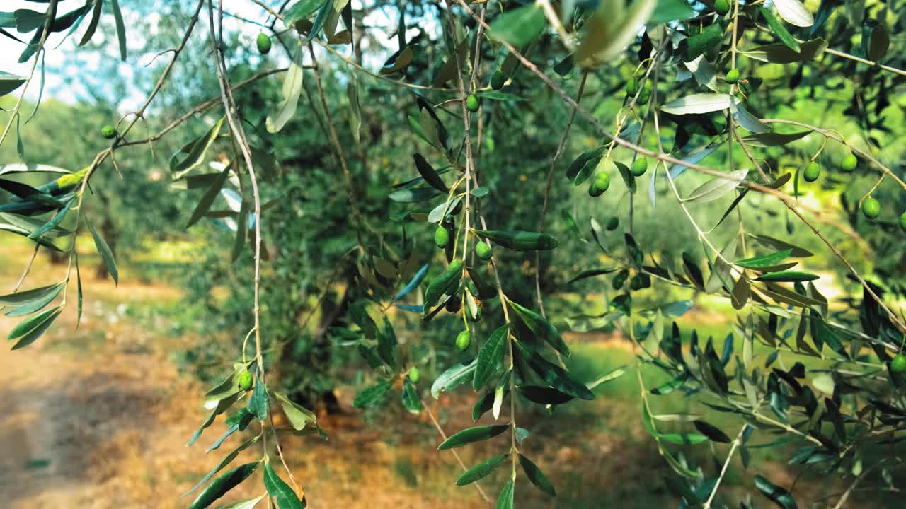 在托斯卡纳种植园树上生长的未成熟的绿色橄榄视频素材