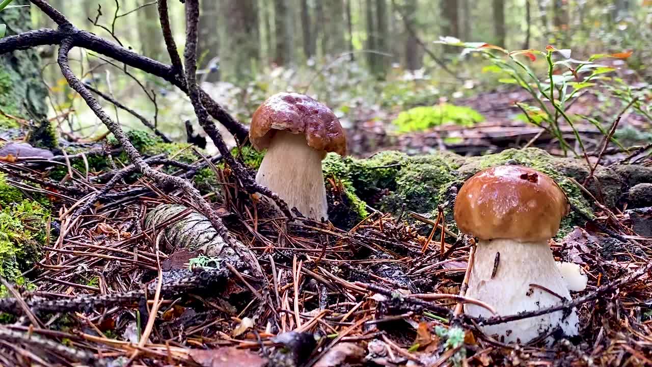 男性手用刀割生长在倒下的云杉针上的ceps和森林中的苔藓。森林蘑菇。视频下载