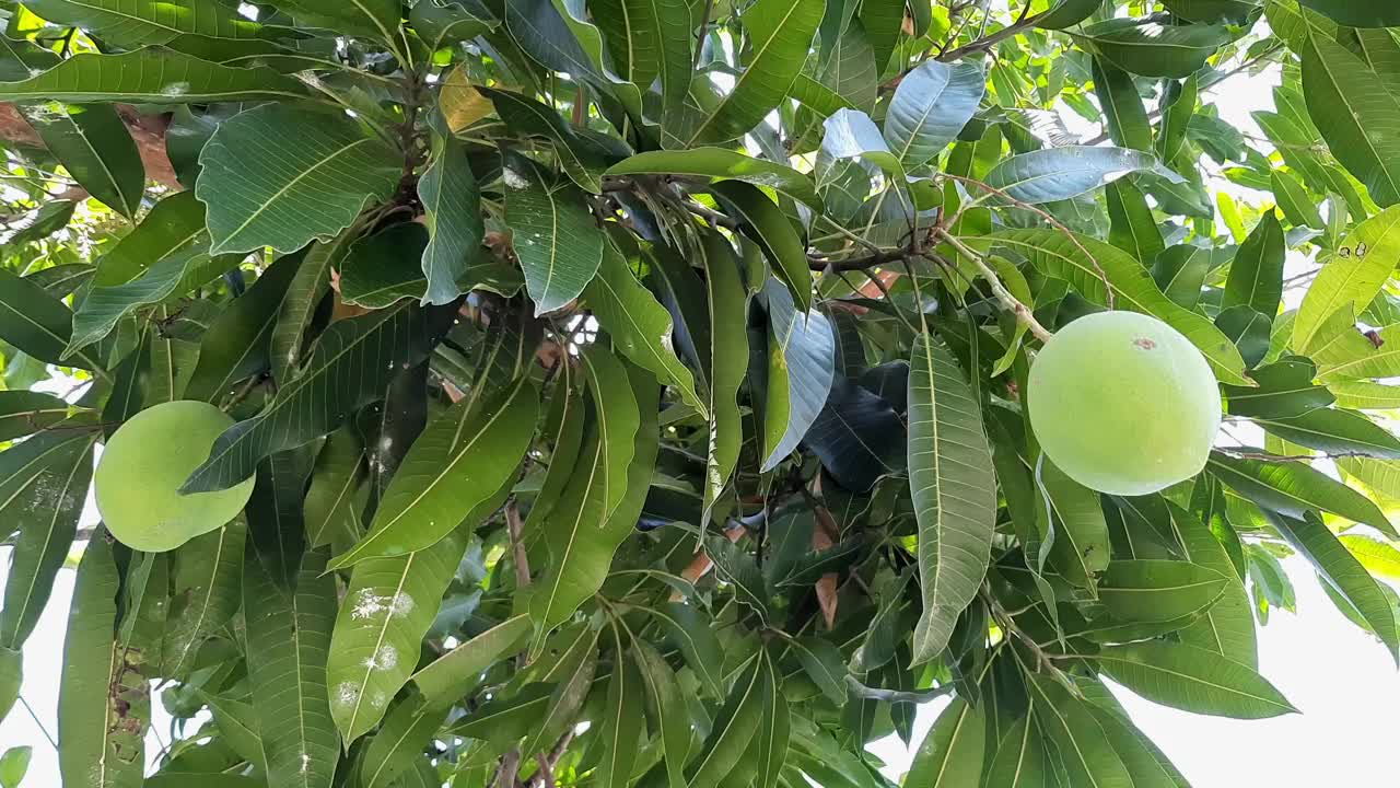 视频里芒果果实挂在树枝上。新鲜绿色的芒果。有机水果。视频下载