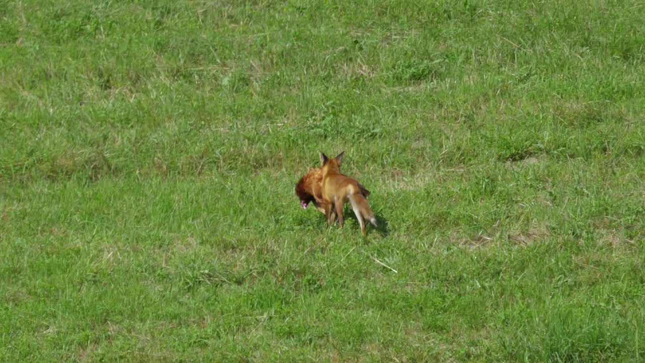 红狐在农场偷鸡和跑进森林。狐狸拖着死去的大鸡。野生红狐(Vulpes Vulpes)在林边的野外觅食。自然中的野生动物。野兽的猎物。视频素材